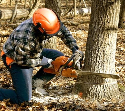 Tree Removal in Edward, NC